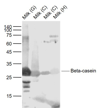 Beta casein Rabbit Polyclonal Antibody