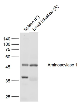 Aminoacylase 1 Rabbit Polyclonal Antibody