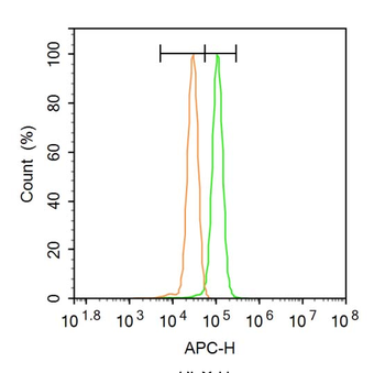 ZNF185 Rabbit Polyclonal Antibody