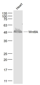 Wnt8A Rabbit Polyclonal Antibody