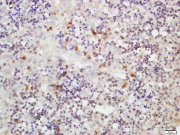 RLBP1L1 Rabbit Polyclonal Antibody