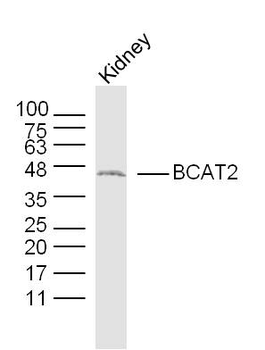 BCAT2 Rabbit Polyclonal Antibody