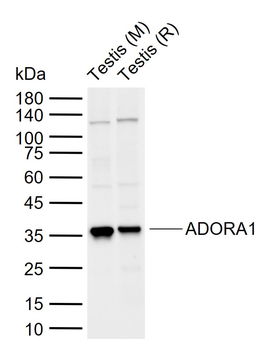 ADORA1 Rabbit Polyclonal Antibody