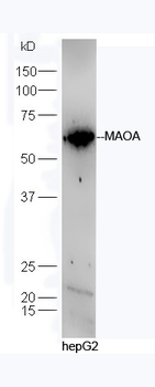 MAOA Rabbit Polyclonal Antibody