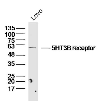 5HT3B receptor Rabbit Polyclonal Antibody