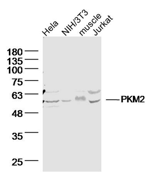 PKM2 Mouse Polyclonal Antibody