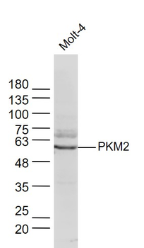 PKM2 Mouse Polyclonal Antibody