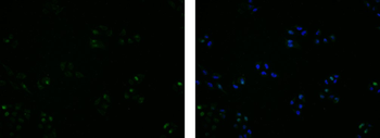BrdU (Proliferation Marker) Mouse Monoclonal Antibody