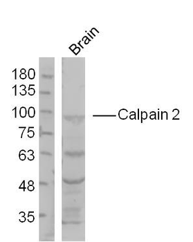 Calpain 2 Rabbit Polyclonal Antibody