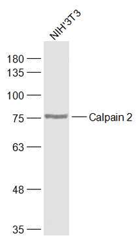 Calpain 2 Rabbit Polyclonal Antibody