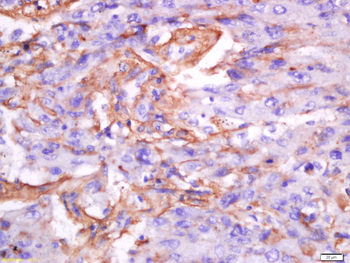 Exportin-2 Rabbit Polyclonal Antibody