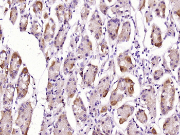 Caspase-10 Rabbit Polyclonal Antibody