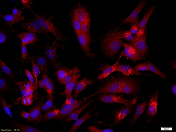 CASPR Rabbit Polyclonal Antibody