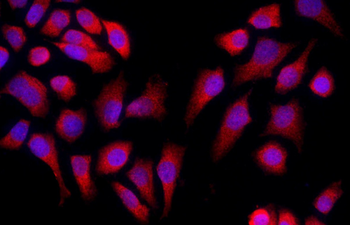 Caspase-9 Rabbit Polyclonal Antibody
