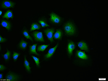 Caspase-9 Rabbit Polyclonal Antibody