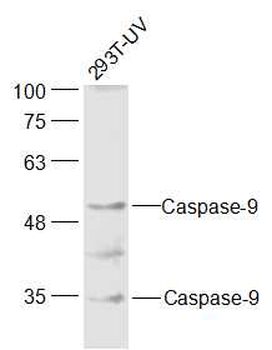 Caspase-9 Rabbit Polyclonal Antibody