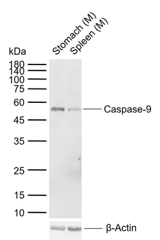 Caspase-9 Rabbit Polyclonal Antibody