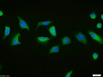 Caspase-9 Rabbit Polyclonal Antibody