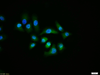 Caspase-9 Rabbit Polyclonal Antibody