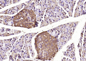 Caspase-9 Rabbit Polyclonal Antibody