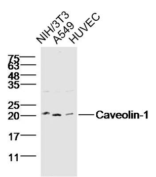 Caveolin-1 Rabbit Polyclonal Antibody