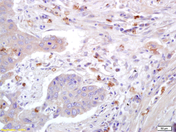 Caveolin-1 Rabbit Polyclonal Antibody
