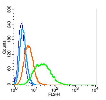 Cathepsin B Rabbit Polyclonal Antibody
