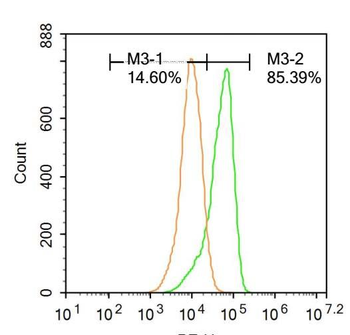 KAT3A / CBP Rabbit Polyclonal Antibody