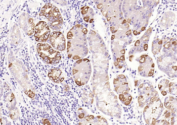 Phospho-c-kit (Tyr936) Rabbit Polyclonal Antibody