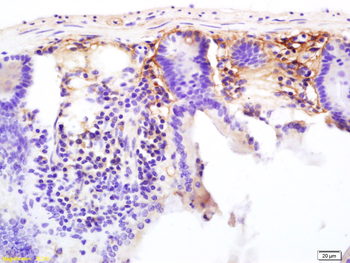 CD13 Rabbit Polyclonal Antibody
