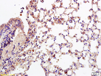 CD28 Rabbit Polyclonal Antibody