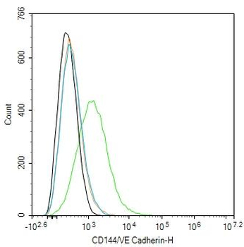 CD144/VE Cadherin Rabbit Polyclonal Antibody