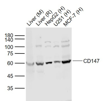 CD147 Rabbit Polyclonal Antibody