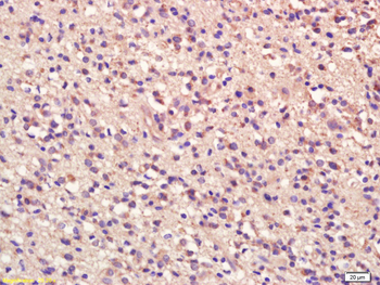 CD147 Rabbit Polyclonal Antibody