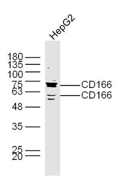 CD166 Rabbit Polyclonal Antibody