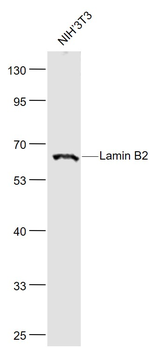 Lamin B2 Rabbit Polyclonal Antibody