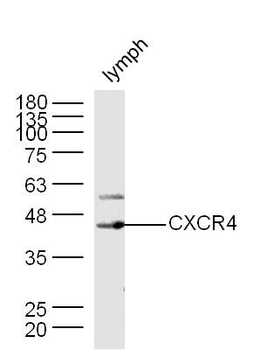 CXCR4 Rabbit Polyclonal Antibody
