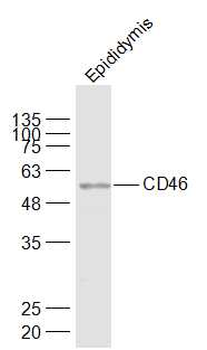 CD46 Rabbit Polyclonal Antibody