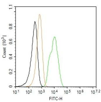RAC1+RAC2 Rabbit Polyclonal Antibody (FITC)