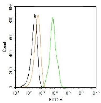 RAC1+RAC2 Rabbit Polyclonal Antibody (FITC)