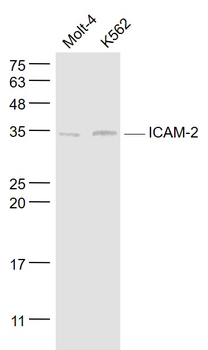 ICAM2 Rabbit Polyclonal Antibody