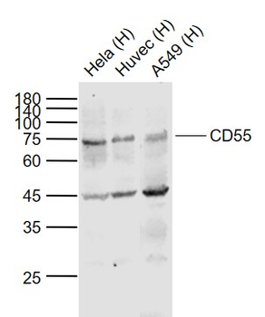 CD55 Rabbit Polyclonal Antibody