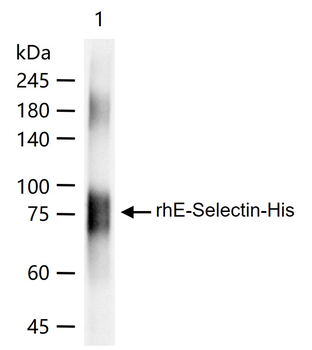 E-Selectin Rabbit Polyclonal Antibody
