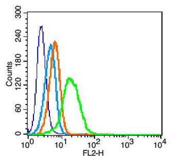 CD80 Rabbit Polyclonal Antibody