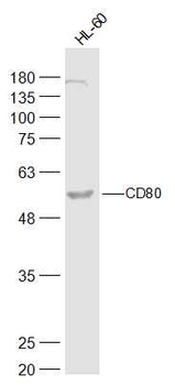 CD80 Rabbit Polyclonal Antibody