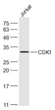 CDK1 Rabbit Polyclonal Antibody