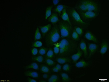 Cdc6 Rabbit Polyclonal Antibody