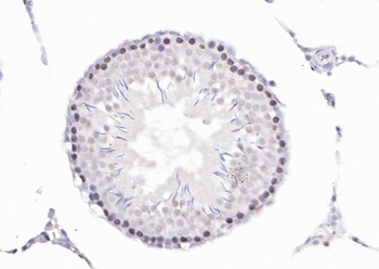 Cdc6 Rabbit Polyclonal Antibody
