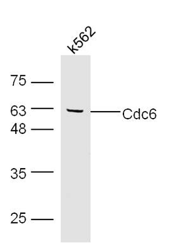 Cdc6 Rabbit Polyclonal Antibody