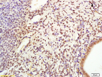 Cdc6 Rabbit Polyclonal Antibody